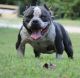 American Bully Puppies for sale in N Michigan Ave, Chicago, IL, USA. price: NA