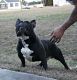 American Bully Puppies for sale in Dewey Beach, DE 19971, USA. price: NA