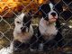 American Bully Puppies for sale in Bradenton, FL 34208, USA. price: $800