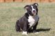 American Bully Puppies for sale in Delaware, OH 43015, USA. price: NA