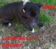 American Bully Puppies for sale in Mullins, SC 29574, USA. price: NA