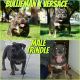 American Bully Puppies for sale in Rialto, CA 92377, USA. price: NA