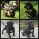 American Bully Puppies for sale in Rialto, CA 92377, USA. price: NA