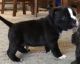 American Bully Puppies for sale in Baldwin, NY, USA. price: $850