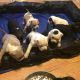 American Bully Puppies for sale in Knoxville, TN, USA. price: $1,300