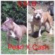 American Bully Puppies for sale in Hartford, CT 06112, USA. price: NA
