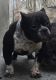 American Bully Puppies for sale in Yonkers, NY, USA. price: $3,600