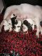 American Bully Puppies for sale in Dallas, NC, USA. price: NA