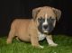 American Bully Puppies for sale in Angleton, TX 77515, USA. price: NA