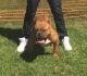 American Bully Puppies for sale in Lincoln Park, MI, USA. price: NA