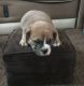 American Bully Puppies for sale in Pennsauken Township, NJ 08110, USA. price: NA