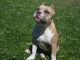 American Bully Puppies for sale in Lorain, OH, USA. price: $2,000