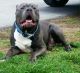American Bully Puppies for sale in Sparta, TN 38583, USA. price: NA