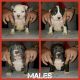 American Bully Puppies for sale in Pasco, WA 99301, USA. price: NA