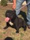 American Bully Puppies for sale in Durham, NC, USA. price: NA