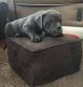 American Bully Puppies for sale in Pennsauken Township, NJ 08110, USA. price: NA