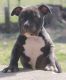 American Bully Puppies for sale in Brandenburg, KY 40108, USA. price: NA