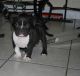 American Bully Puppies for sale in Newark, OH 43055, USA. price: NA