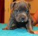American Bully Puppies for sale in Springfield, MO, USA. price: NA