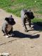American Bully Puppies for sale in Oklahoma City, OK 73129, USA. price: NA