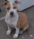 American Bully Puppies for sale in Williamstown, Monroe Township, NJ 08094, USA. price: NA