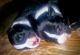 American Bully Puppies for sale in Grand Ridge, FL 32442, USA. price: $400