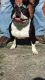 American Bully Puppies for sale in Salisbury, NC, USA. price: NA