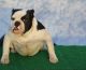 American Bully Puppies for sale in Hartsville, SC 29550, USA. price: $1,800