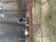 American Bully Puppies for sale in Alexander City, AL, USA. price: NA