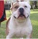 American Bully Puppies for sale in Mobile, AL, USA. price: NA