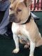 American Bully Puppies for sale in Birmingham, AL, USA. price: $350