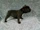 American Bully Puppies for sale in Fresno, CA, USA. price: $1,000