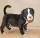 American Bully Puppies for sale in Warren, MI 48089, USA. price: $1,500
