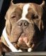 American Bully Puppies for sale in Winston-Salem, NC, USA. price: $2,000