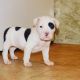 American Bully Puppies for sale in Warren, MI 48089, USA. price: $1,000