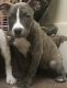 American Bully Puppies for sale in Brooklyn, NY, USA. price: NA