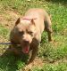 American Bully Puppies for sale in Hannibal, MO 63401, USA. price: $800