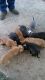 American Bully Puppies for sale in Texarkana, TX, USA. price: NA