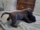 American Bully Puppies for sale in Near West Side, Chicago, IL, USA. price: NA