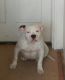 American Bully Puppies for sale in Paterson, NJ, USA. price: $2,500