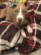 American Bully Puppies for sale in Winnipeg, MB, Canada. price: NA