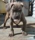 American Bully Puppies for sale in Binghamton, NY, USA. price: $600