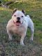 American Bully Puppies for sale in Port St Lucie, FL 34953, USA. price: $2,000