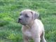 American Bully Puppies for sale in Perris, CA 92570, USA. price: NA