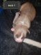 American Bully Puppies for sale in Sandusky, OH 44870, USA. price: NA