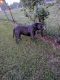 American Bully Puppies for sale in West Point, MS 39773, USA. price: NA