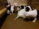 American Bully Puppies for sale in Brighton, CO, USA. price: NA