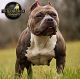 American Bully Puppies for sale in Cleveland, TX 77327, USA. price: $1,200