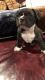 American Bully Puppies for sale in Hacienda Heights, CA, USA. price: NA