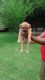 American Bully Puppies for sale in Atmore, AL 36502, USA. price: NA